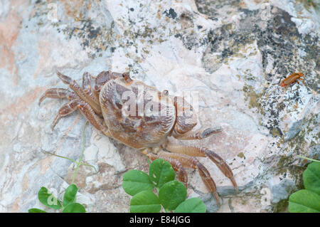 Ein Schuss der semi-terrestrischen Leventine Frischwasser Krabbe ruht auf einem Felsen in Jordanien Stockfoto