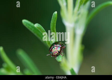 Einer der mehrere schillernde Rosmarin Käfer gesehen auf der Anlage in einem Parkhaus in Andalusien Stockfoto