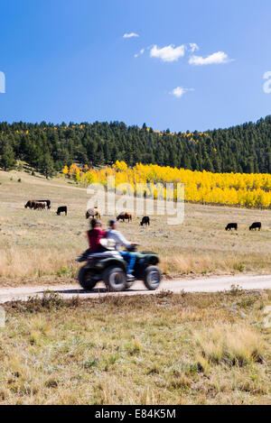 Touristen auf ATV genießen Sie Herbst Laub & Herbst Farben, Aspen Ridge, zentralen Colorado, USA Stockfoto