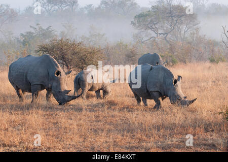 Rhinoceros Herde fotografiert im frühen Morgenlicht im Sabi Sands Private Game Reserve, Südafrika Stockfoto