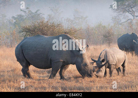 Rhinoceros Herde fotografiert im frühen Morgenlicht im Sabi Sands Private Game Reserve, Südafrika Stockfoto