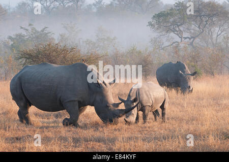 Rhinoceros Herde fotografiert im frühen Morgenlicht im Sabi Sands Private Game Reserve, Südafrika Stockfoto