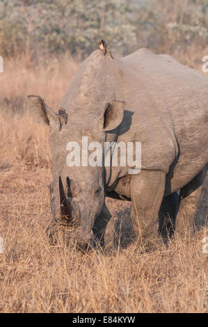 Nashorn und damit verbundenen Oxpecker Vogel fotografiert im frühen Morgenlicht im Sabi Sands Private Game Reserve, Südafrika Stockfoto