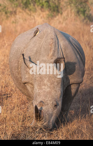 Nashorn und damit verbundenen Oxpecker Vogel fotografiert im frühen Morgenlicht im Sabi Sands Private Game Reserve, Südafrika Stockfoto