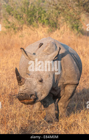 Nashorn, fotografiert im frühen Morgenlicht im Sabi Sands Private Game Reserve, Südafrika Stockfoto