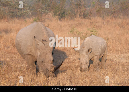 Rhinoceros weibliche und Jugendliche fotografiert im frühen Morgenlicht im Sabi Sands Private Game Reserve, Südafrika Stockfoto