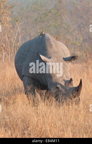 Nashorn und damit verbundenen Oxpecker Vogel fotografiert im frühen Morgenlicht im Sabi Sands Private Game Reserve, Südafrika Stockfoto