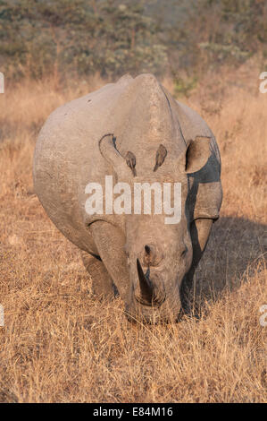 Nashorn und damit verbundenen Oxpecker Vogel fotografiert im frühen Morgenlicht im Sabi Sands Private Game Reserve, Südafrika Stockfoto