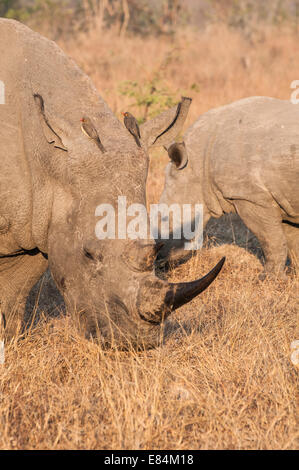 Nashorn und damit verbundenen Oxpecker Vogel fotografiert im frühen Morgenlicht im Sabi Sands Private Game Reserve, Südafrika Stockfoto