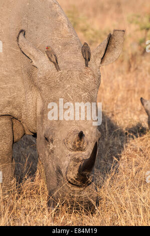 Nashorn und damit verbundenen Oxpecker Vögel fotografiert im frühen Morgenlicht im Sabi Sands Private Game Reserve, Südafrika Stockfoto