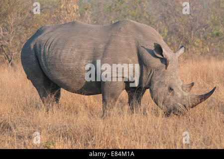 Nashorn, fotografiert im frühen Morgenlicht im Sabi Sands Private Game Reserve, Südafrika Stockfoto