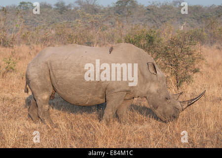 Nashorn und damit verbundenen Oxpecker Vogel fotografiert im frühen Morgenlicht im Sabi Sands Private Game Reserve, Südafrika Stockfoto