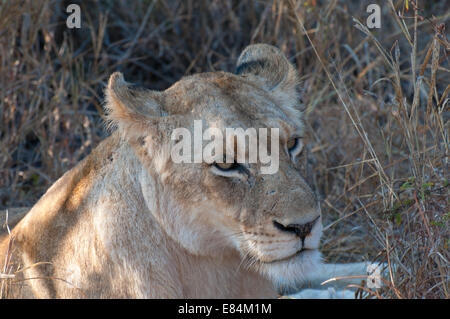 SafariLioness ruhen im Schatten, Sabi Sands Private Game Reserve, Südafrika Stockfoto