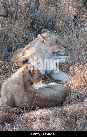 SafariLioness ruhen im Schatten, Sabi Sands Private Game Reserve, Südafrika Stockfoto