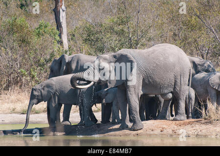 Herde Elefanten am Wasserloch, Sabi Sand Reserve, Südafrika Stockfoto