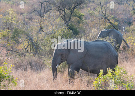 Elefanten im Sabi Sand Reserve, Südafrika Stockfoto