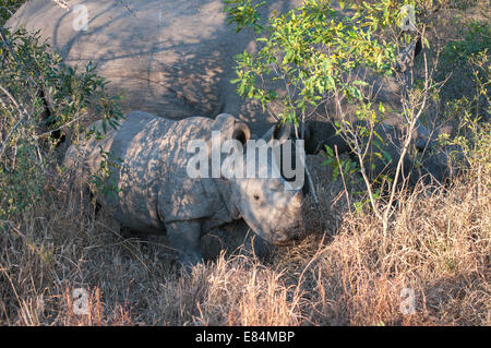 Rhinoceros Jugendliche und weibliche fotografiert am Abend Licht, Sabi Sand Reserve, Südafrika Stockfoto