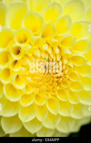 Eine Nahaufnahme einer schönen gelben Pompon / Pompon Dahlia, die in Großbritannien, England, Großbritannien blüht Stockfoto