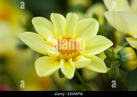 Eine schöne gelbe Dahlie blüht in einer Gartengrenze, England, Großbritannien Stockfoto