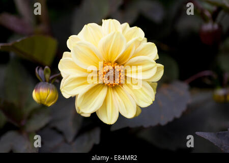 Eine wunderschöne gelbe Dahlie, die in einem englischen Garten vor dunklem Hintergrund blüht. England, Großbritannien Stockfoto