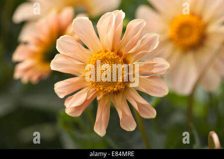 Eine aprikosenfarbige Dahlie blüht im September Stockfoto