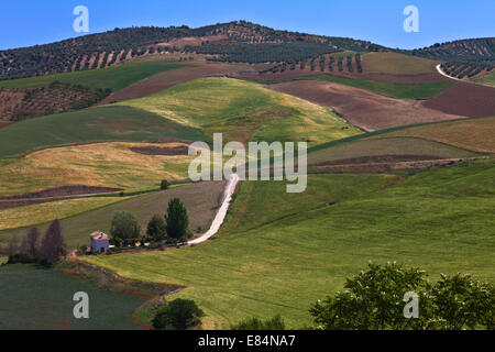 Landstraße und Felder vor den Toren Alhama de Granada, Provinz Granada, Andalusien, Spanien Stockfoto