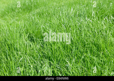 Grüne Wiese an einem hellen Tag mit Tropfen Regen Closeup Bild Stockfoto