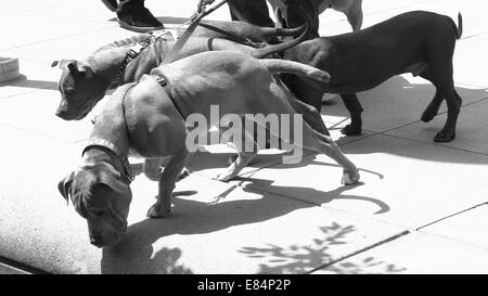 Amerikanische Grube Stier Terriers Stockfoto