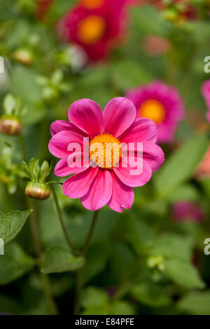 Eine schöne rosa Dahlie blüht in einem Garten Grenze, England, Großbritannien Stockfoto