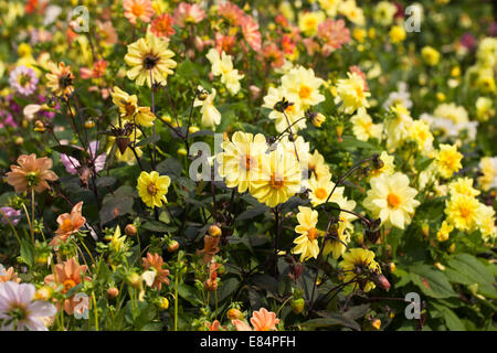 Dahlien blühend in einer Gartengrenze, England, Großbritannien Stockfoto