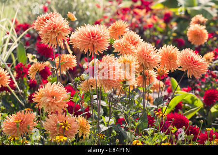 Leuchtend orange Dahlien blühen in einem englischen Garten Grenze Stockfoto