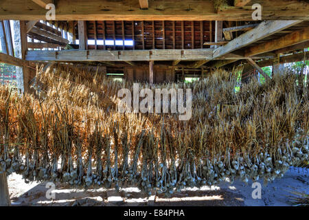 Zwiebeln, Knoblauch, geerntet, aufhängen und trocknen, Mohawk Valley, New York State. Stockfoto