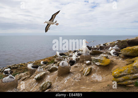 Eine Black-browed Albatross Kolonie auf Saunders Island, Falkland Stockfoto