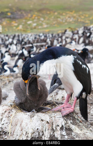 Erwachsenen Imperial (König) Kormoran (oder imperial Shag) füttert seine jungen am Rande einer Kolonie auf Saunders Island, Falkland Stockfoto