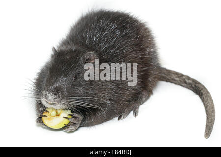 Biber brummeln, schwarz Nutria Rasse als Haustiere; im Studio vor einem weißen Hintergrund. Stockfoto