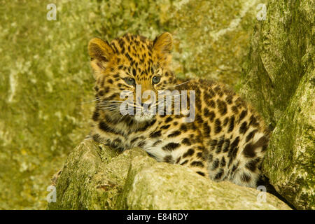 Extrem seltene Amur Leopard Cub (Panthera Pardus Orientalis) Verlegung auf Felsen Stockfoto