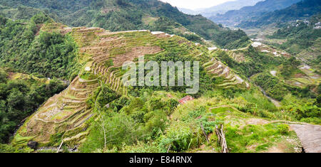 Reis Terrassen, Banaue Aussichtspunkt, Banaue, Philippinen Stockfoto