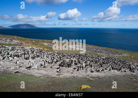 Eine Kolonie von Rockhopper Penguins auf Saunders Island in den westlichen Falkland-Inseln Stockfoto