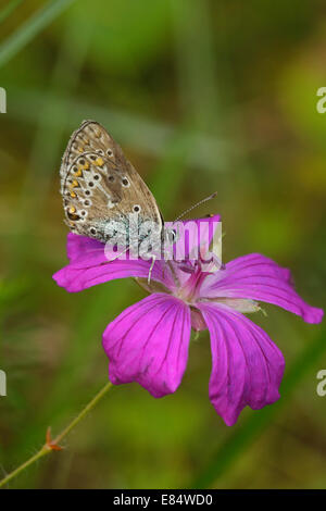 Geranie Argus (Eumedonia Eumedon) auf seinem Host Pflanzen Holz des Krans-Rechnung (Geranium Sylvaticum), Stockfoto