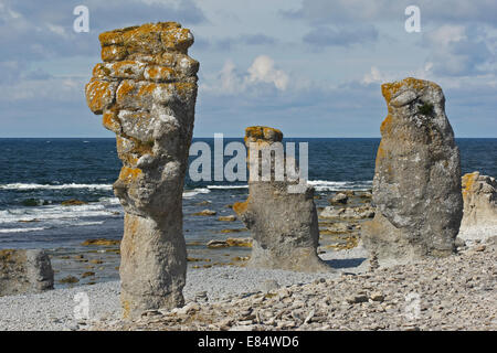 Kalkstein-Stacks genannt Rauks im Langhammershammer Färöer, Gotland, Schweden, Scandinavia Stockfoto