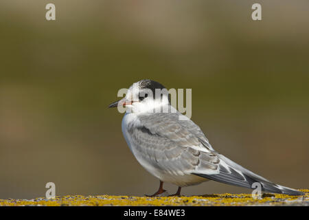 Küstenseeschwalbe (Sterna Paradisaea) juvenile Stockfoto