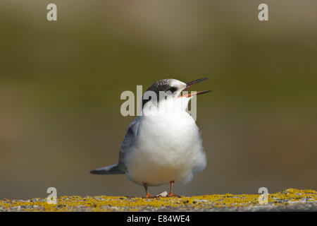 Küstenseeschwalbe (Sterna Paradisaea) juvenile Stockfoto