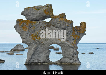 Kaffepannan, Hund, Kalkstein Stapel namens Rauks im Gamla hamn Naturschutzgebiet von Lautervik auf der nördlichen Färöer, Gotland, Schweden, Skandinavien Stockfoto