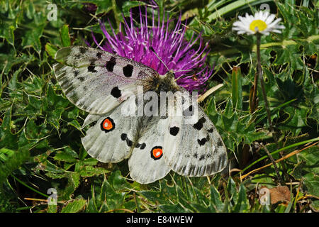 Apollo (schon Apollo), Stockfoto