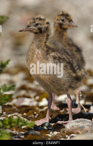 Juvenilen Lachmöwe (Larus Ridibundus) (Chroicocephalus Ridibundus), Stockfoto