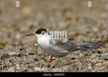 Küstenseeschwalbe (Sterna Paradisaea) juvenile Stockfoto