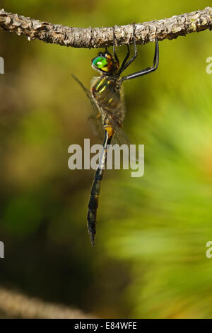 Gelb gefleckten Smaragd (Somatochlora Flavomaculata) Stockfoto