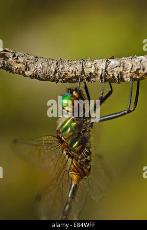 Gelb gefleckten Smaragd (Somatochlora Flavomaculata) Stockfoto