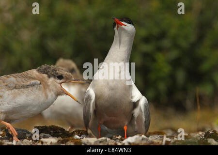 Gemeinsamen Seeschwalbe (Sterna Hirundo) Erwachsenen Fütterung einen juvenilen Vogel mit Stichling Stockfoto