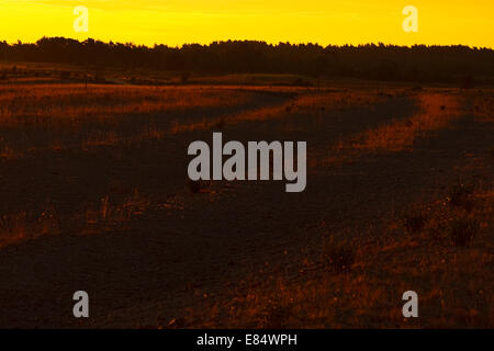 Kiesstrand in dem Fischerdorf Helgumannen bei Sonnenaufgang in der Nähe von Langhammars auf Fårö, Gotland, Schweden, Skandinavien Stockfoto